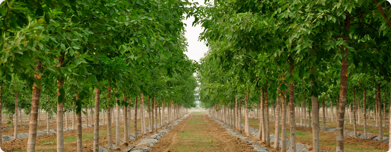 草莓视频大全APP下载污复叶槭